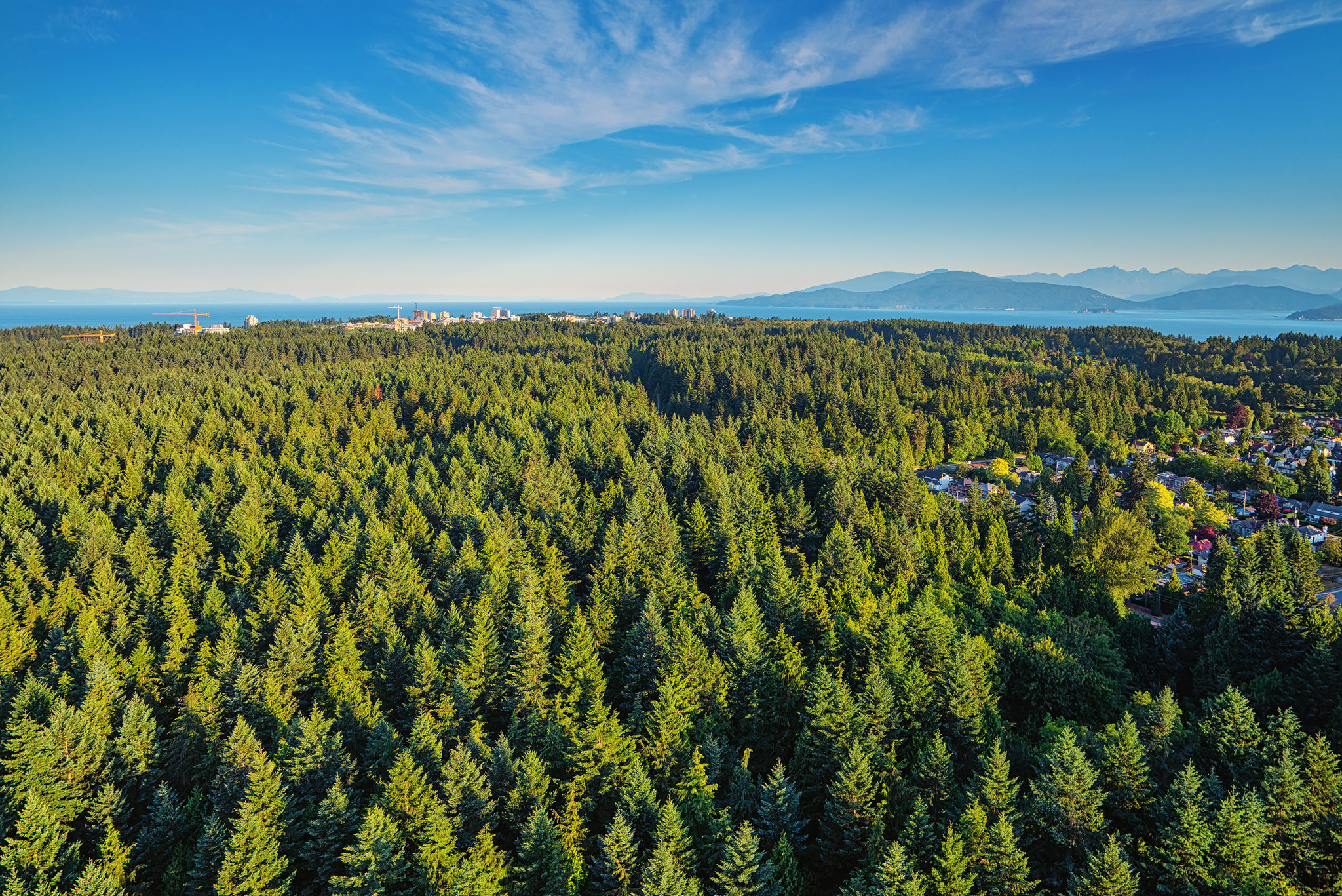 forest of trees